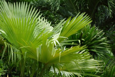 Taze yeşil palmiye yaprağı arka planı