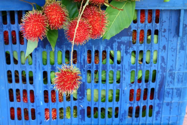 Rambutan Thai fruit in blu plastic basket,sweet and delicious — Stock Photo, Image