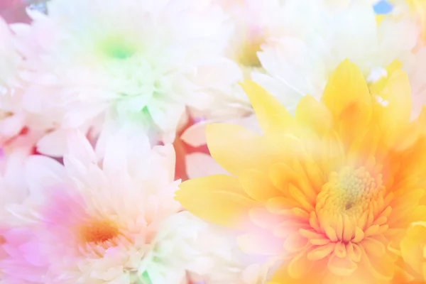 Bunte Chrysanthemenblüte aus nächster Nähe — Stockfoto