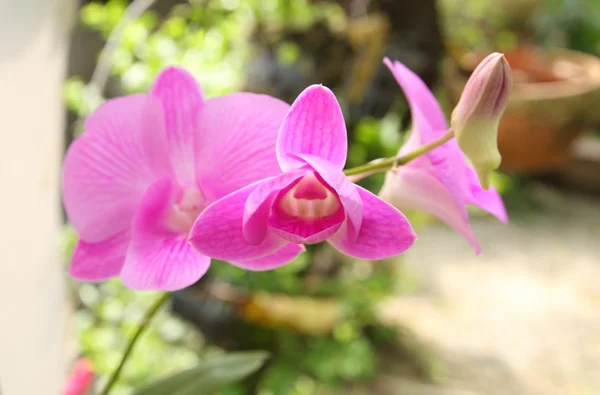 Branch of purple orchid — Stock Photo, Image