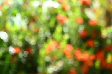 parlak renkli bokeh arkaplanı