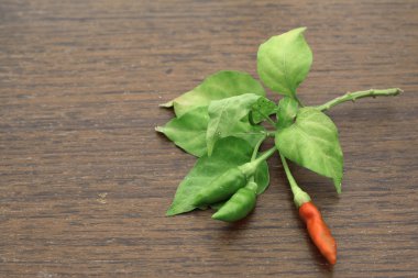 yeşil ve kırmızı biber Şubesi