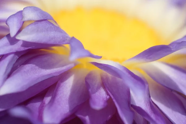 Lotus flower pollen — Stock Photo, Image