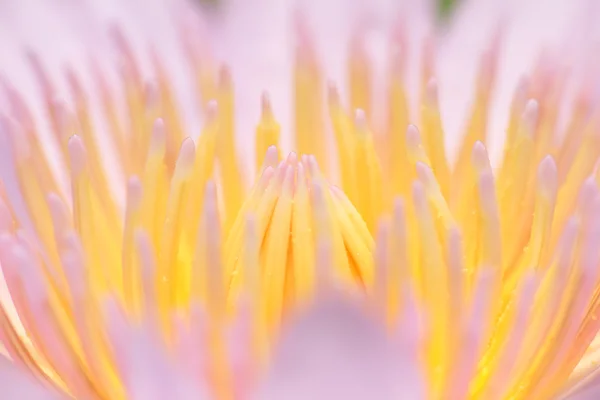 Lotus flower pollen — Stock Photo, Image