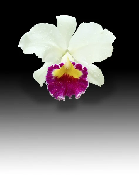 Белая орхидея, Каттлея — стоковое фото