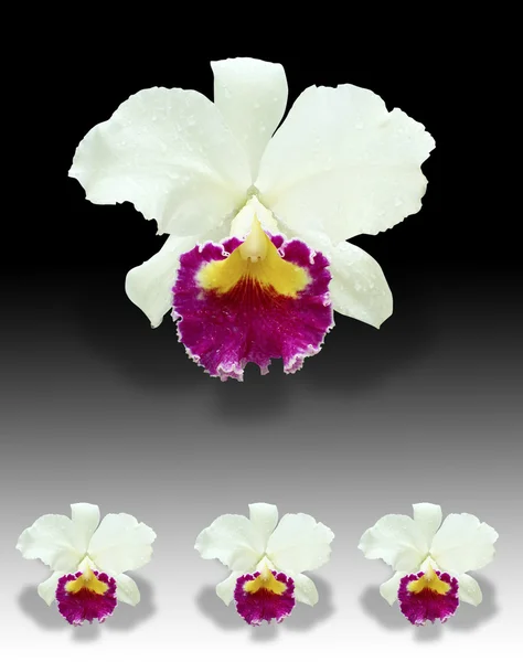 White orchid, Cattleya — Stock Photo, Image