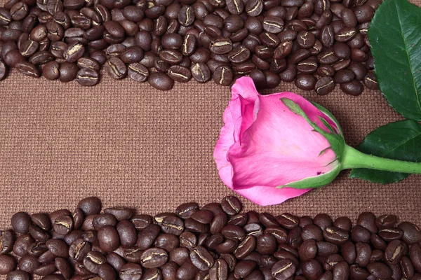 Kawa ramki i rose różowy — Zdjęcie stockowe