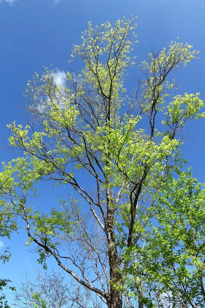 Piękny zielony liść i drzewa na tle niebieskiego nieba — Zdjęcie stockowe