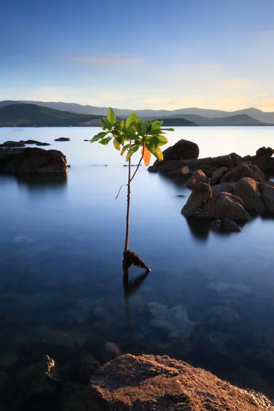 Mangrove boom staan alleen met zonsondergang landschap op samui eiland, — Stockfoto