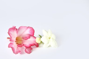 Impala Zambak çiçeği ve yasemin beyaz zemin üzerine