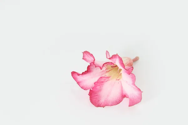 Impala lily flower on white background — Stock Photo, Image