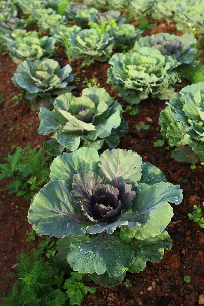 Testa di cavolo crudo in un giardino dopo pioggia — Foto Stock