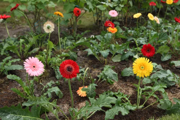 Цветущие в саду цветущие ромашки герберы — стоковое фото