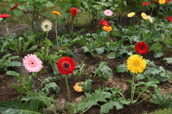 Gerbera colorata fiori di margherita che fioriscono in giardino — Foto Stock