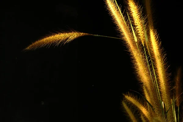 Flor foxtail erva daninha em luz dourada no fundo preto — Fotografia de Stock