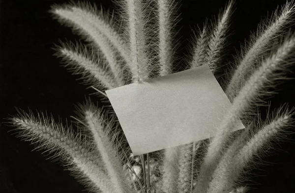 Flor de hierba de cola de zorro y almohadilla de papel en luz dorada sobre fondo negro — Foto de Stock