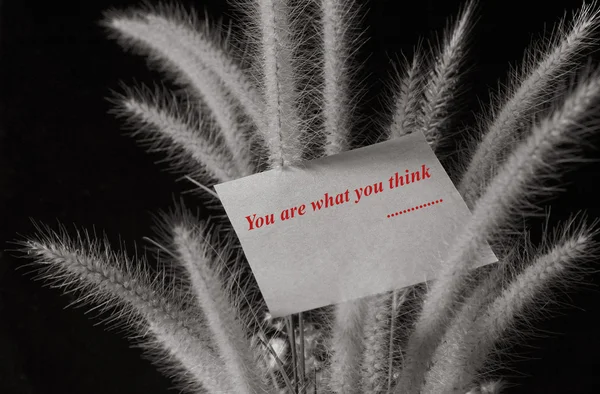 Usted es lo que usted piensa texto en la almohadilla de papel con flor de la hierba de cola de zorro sobre fondo negro —  Fotos de Stock