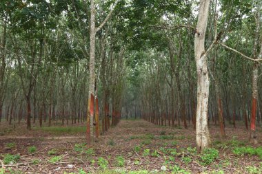 Kauçuk ağaçları Güney Tayland