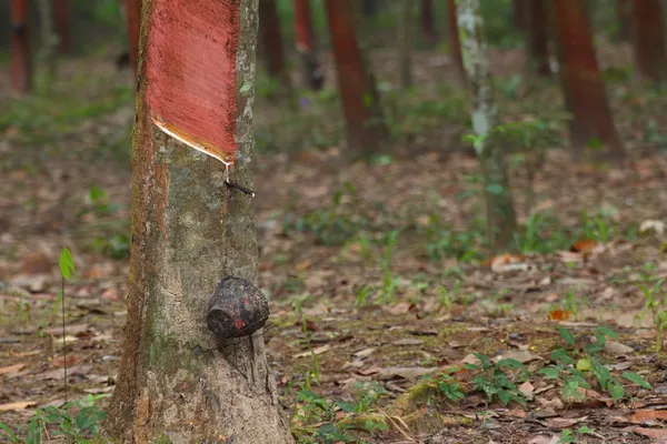 Alberi di gomma nel sud della Thailandia — Foto Stock