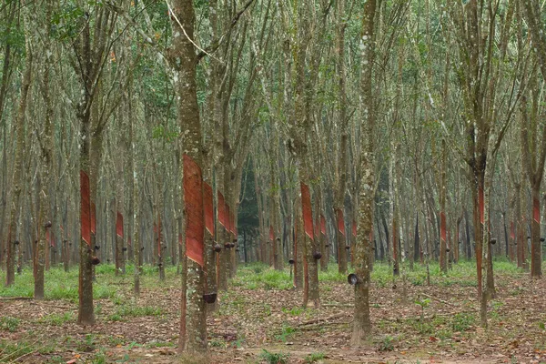 在泰国南部的橡胶树 — 图库照片