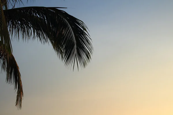 Palm leaf — Stock Photo, Image