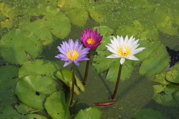 Fleurs de lotus ou nénuphars — Photo