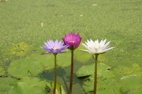 Kwiaty lotosu i lilii wodnej — Zdjęcie stockowe