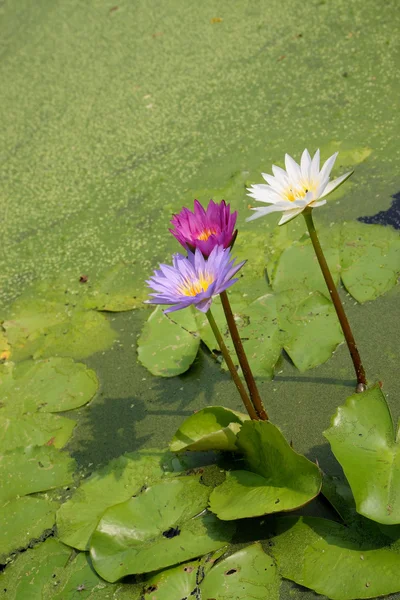 Fleurs de lotus ou nénuphars — Photo