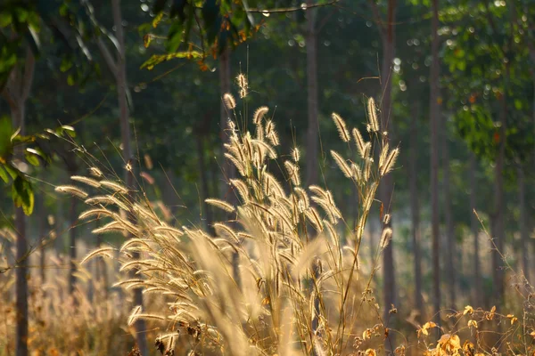 Foxtail erba erba fiori — Foto Stock