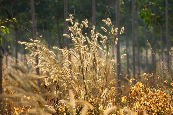Цветы лисьей травы — стоковое фото