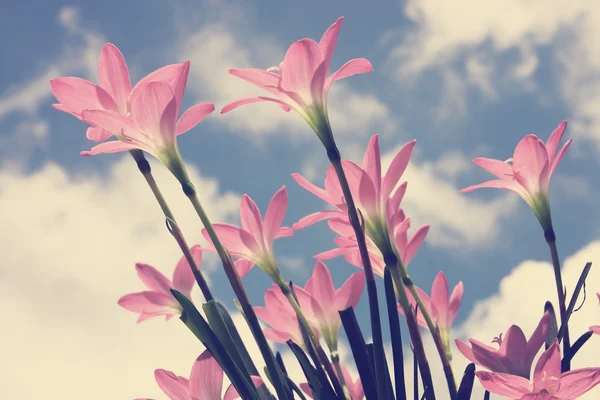 Beautiful flower against blue sky — Stock Photo, Image