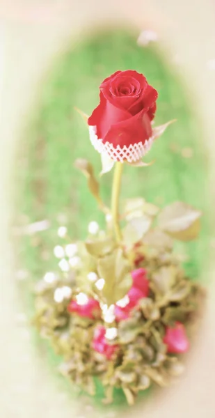 情人节玫瑰一朵 — 图库照片