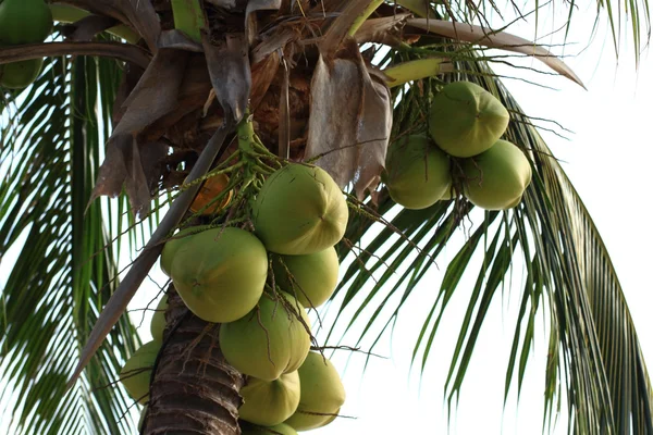 Bunch of fresh coconuts tree — Stock Photo, Image