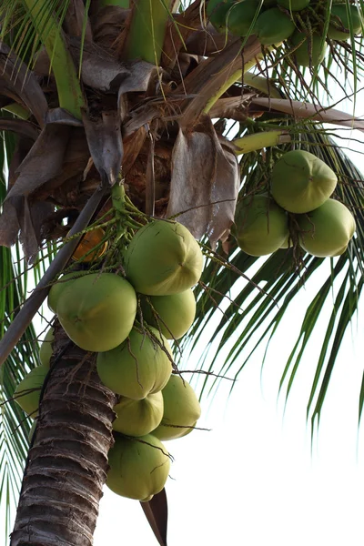 Bando de cocos frescos — Fotografia de Stock