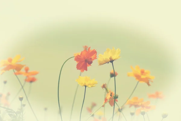 Yellow cosmos flower in vintage style — Stock Photo, Image