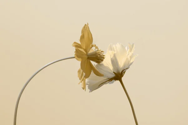 Květina žlutá Kosmos v retro stylu — Stock fotografie