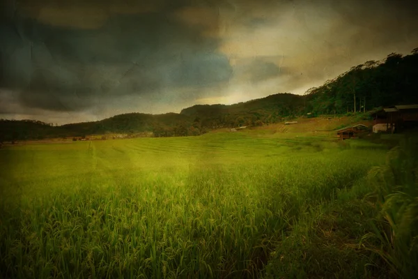 Green paddy rice field in countryside Thailand,vintage style grunge paper background — Stock Photo, Image