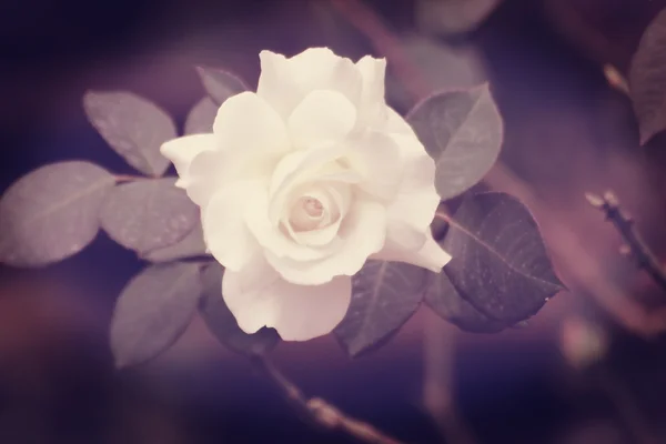 Rosa branca flor em estilo vintage — Fotografia de Stock