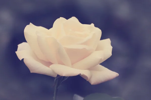 Κίτρινο λουλούδι τριαντάφυλλο σε στυλ vintage — Φωτογραφία Αρχείου