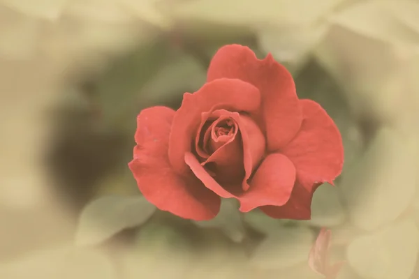 Czerwona róża w ogrodzie z efektu retro — Zdjęcie stockowe