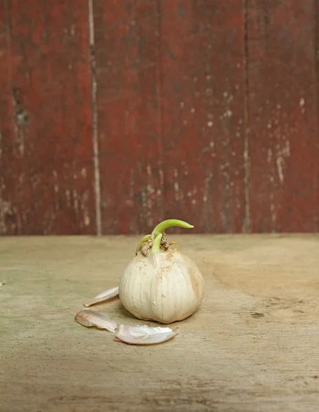 Germinated garlics and cloves on the grunge wooden board — Stock Photo, Image