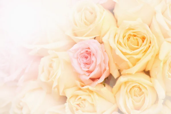 Beautiful yellow and pink roses background,selective focus — Stock Photo, Image