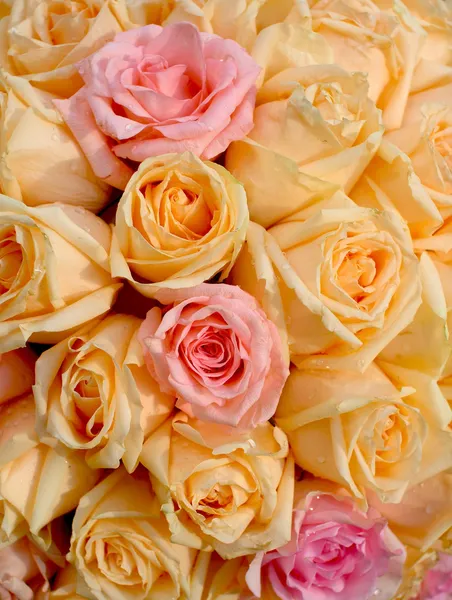 Beautiful yellow and pink roses background — Stock Photo, Image