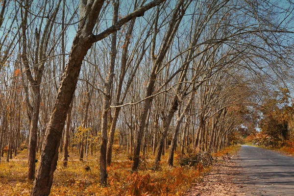 Plantación de caucho en otoño con carretera — Foto de Stock