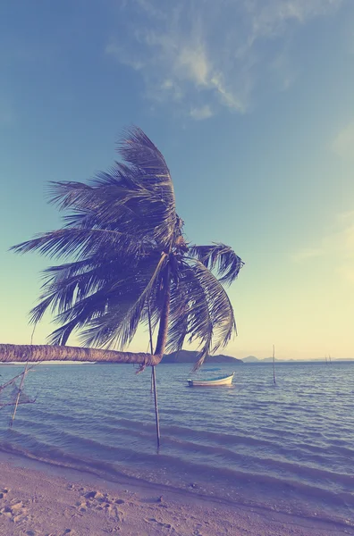 Дерево пальми і морський пейзаж — стокове фото