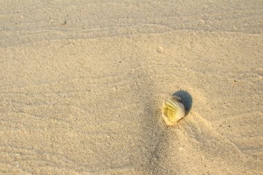 Seashell beyaz plaj kum üzerinde