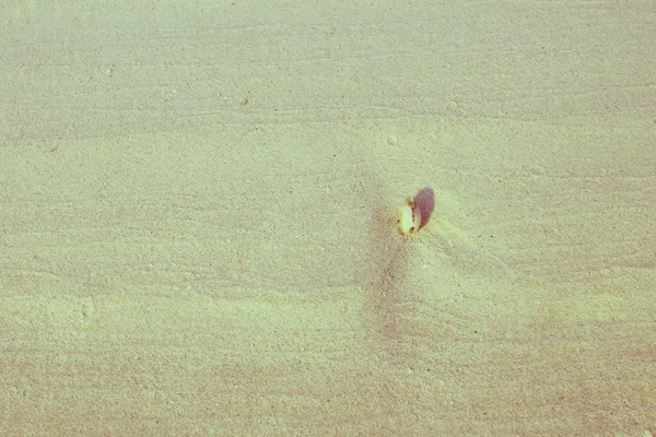 Seashell on white beach sand — Stock Photo, Image