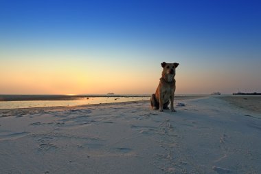 sunset beach köpeğe siluet