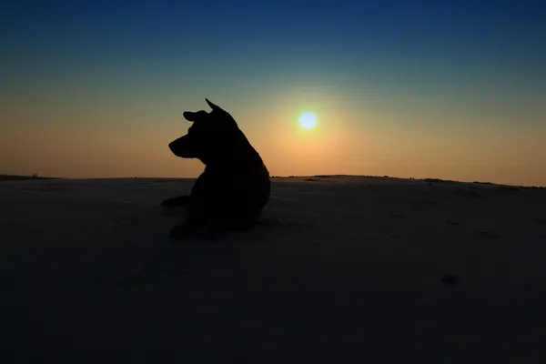 Silhueta cão de praia ao pôr do sol — Fotografia de Stock