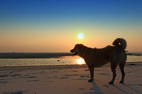 Silhouette chien de plage au coucher du soleil — Photo